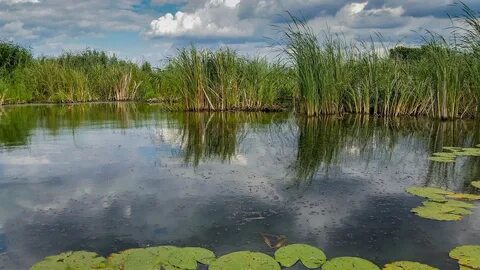 Озера пруды болота