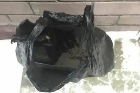 Нашли ли кота из поезда