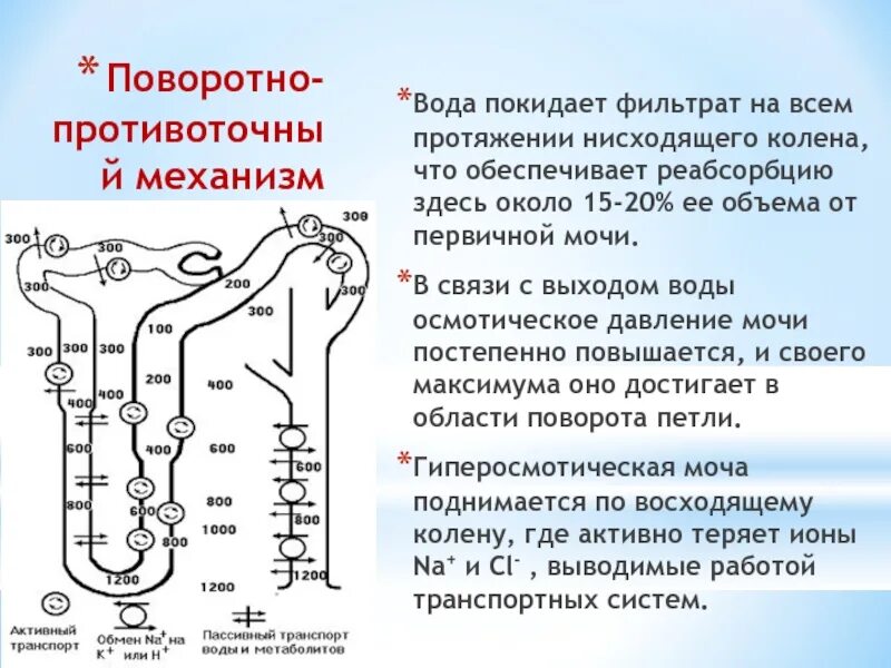Повышение реабсорбции. Нефрон фильтрация и реабсорбция. реабсорбция в канальцах нефрона. механизм реабсорбции натрия в почках. реабсорбция аминокислот механизм.