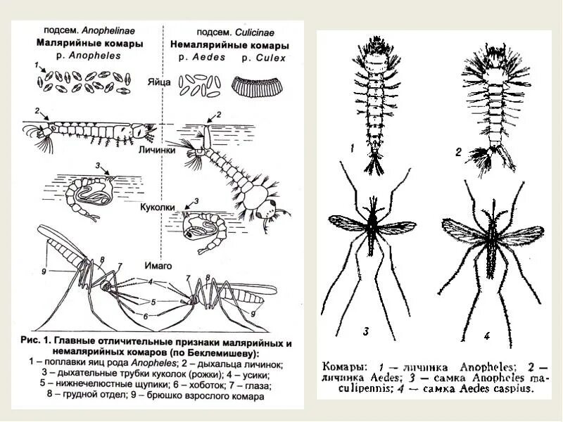 Личинка малярийного комара строение. Личинка комара рода Anopheles и Culex. Комар рода Anopheles личинка строение. Куколки комаров рода Anopheles.