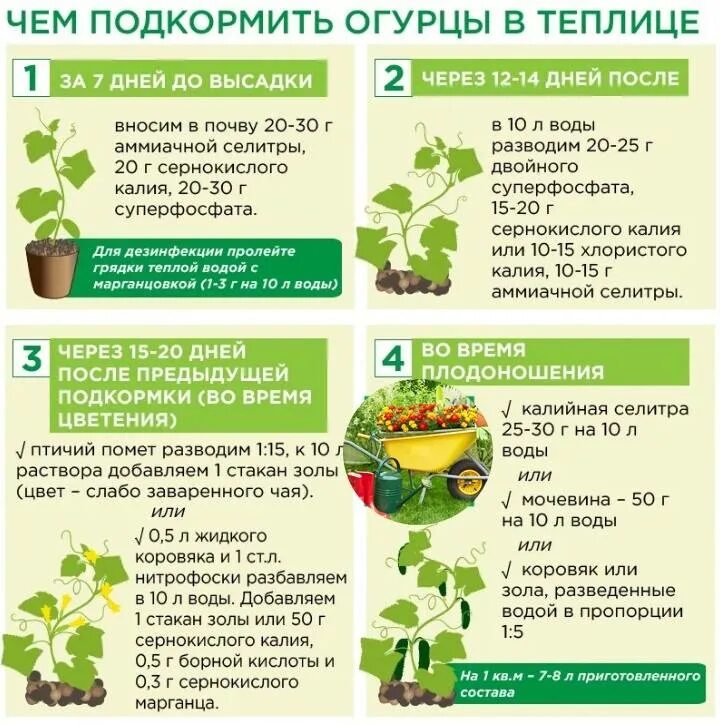 Как часто подкормить. Схема подкормки огурцов удобрениями. схема подкормки огурца. подкормка огурцов в теплице. подкормить огурцы в теплице.