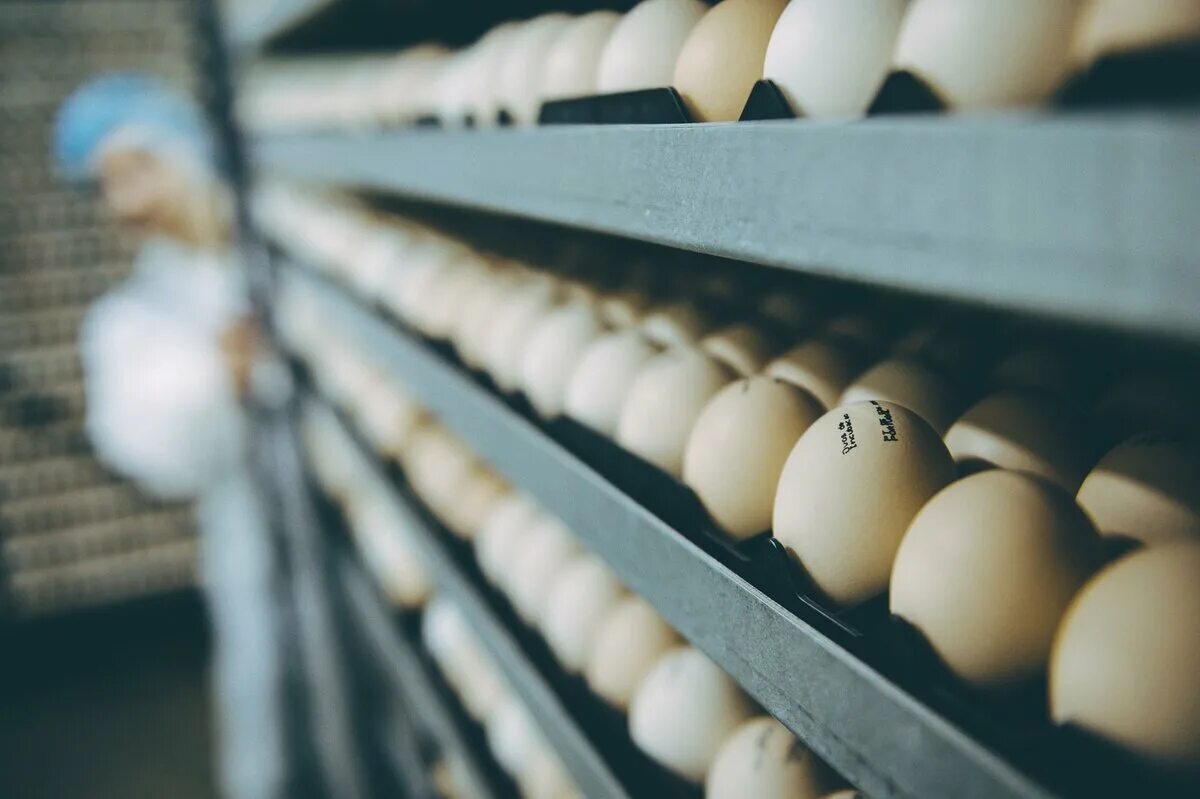 Продуктивность яиц. Инкубатор птицевод. инкубаторий птицефабрика. производство яиц. яйца на птицефабрике.