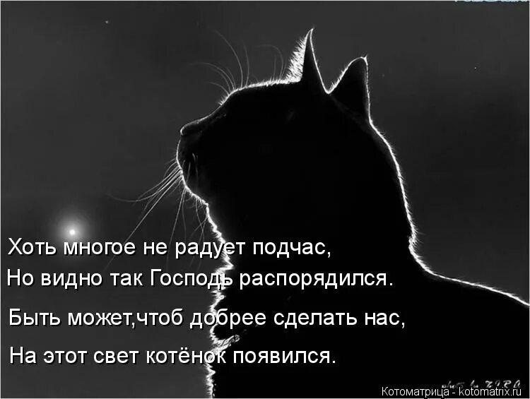 Жил на свете котенок. Появление котят на свет. Хоть на край света котик. Мини цитата про любимого кота. Цитаты почему кошка лучше женщины.
