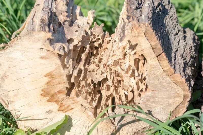Worm wood. Жук короед точильщик. Личинка жука короеда. Личинка жука короеда. Хлебный точильщик.
