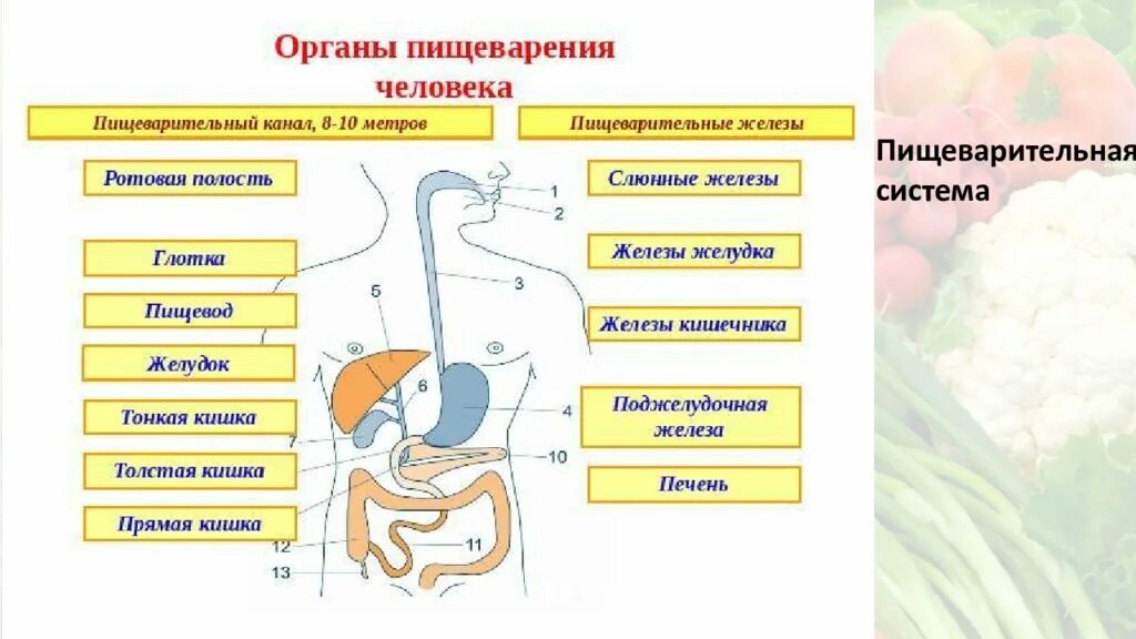 Железы участвующие в процессе пищеварения. Схема органов желез пищеварительной системы. Пищеварительная система человека пищеварительный канал. Схема пищеварительной системы человека 8 класс. Схема пищеварительной системы человека 8 класс биология.