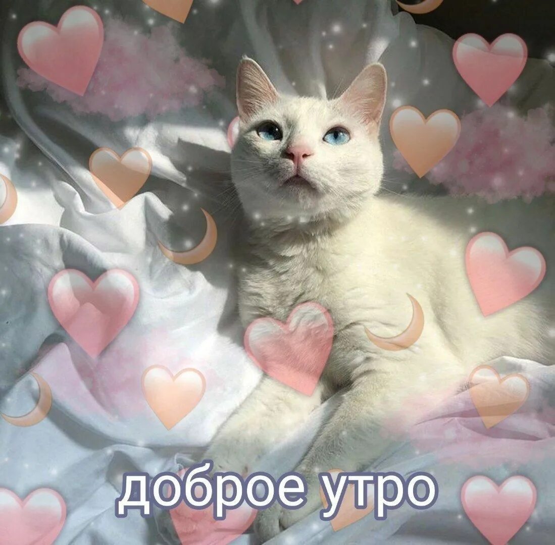 Доброе утро августа с котиками. Милые пикчи с котами доброе утро. пикчи с котиками и сердечками. пикчи доброе утро с сердечками и котиками. пикчи доброе утро милые с сердечками.