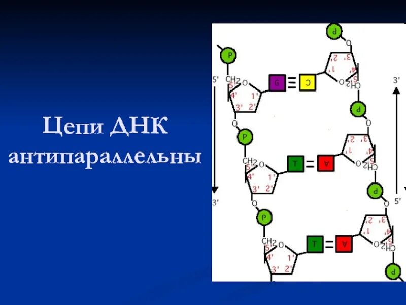 Короткие цепи днк. Цепи ДНК антипараллельны. Цепочки ДНК антипараллельны. Строение ДНК антипараллельность. Комплементарные цепи ДНК антипараллельны.