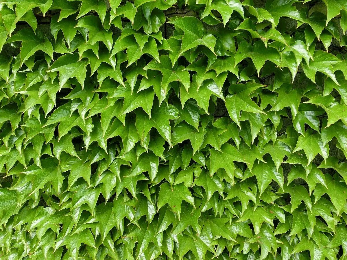 Плющ Гринхарт. Плющ Hedera. Плющ sagittaefolia. Плющ весной