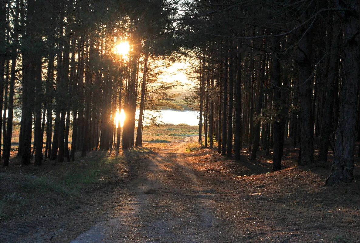 лесное рязань. мещерский лес рязань. дубы лес рязань. шиловский лес воронеж. лес дубрава рязань.