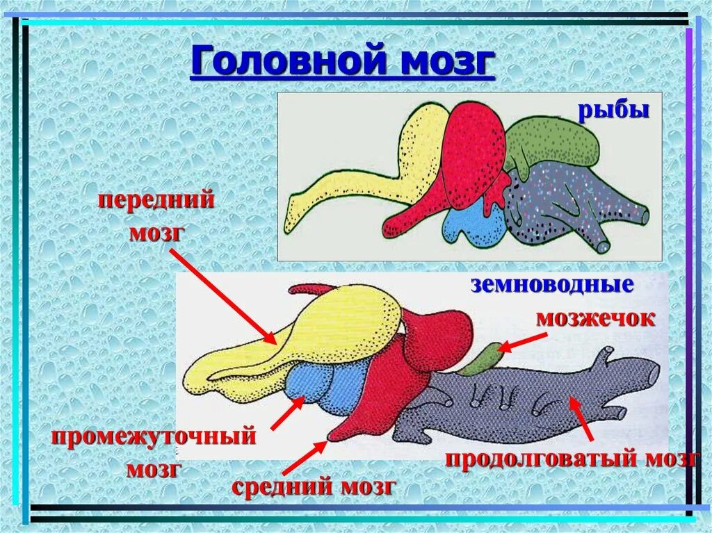 Развитие мозжечка у земноводных. Строение головного мозга земноводные. Строение головного мозга рыб и земноводных. Отделы головного мозга амфибий. Строение мозга амфибий.