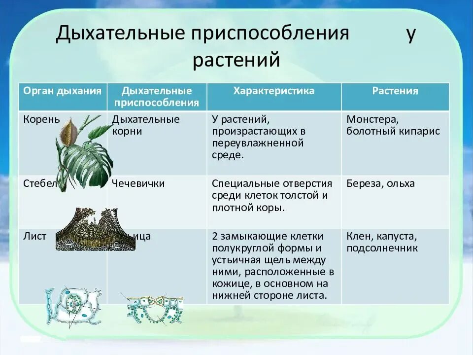 Изучение приспособленности организмов к определенной среде обитания. Дыхательные приспособления у растений. Типы приспособленности у растений. Приспособления у растений таблица. Приспособление растений и животных к условиям.