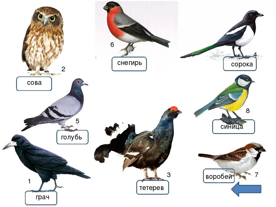 Дикие птицы названия. Зимующие птицы. Зимующие птицы названия. Рисунки птиц с названиями. Как изменится численность зябликов и ястребов