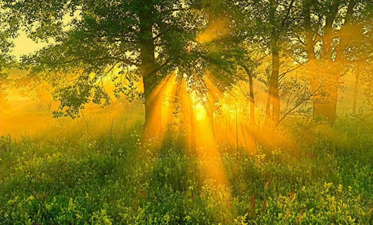 Релаксация в лесу. Шум леса iii. Песнь темного леса бородин ноты. Лето солнце. Женские глаза на фоне природы.