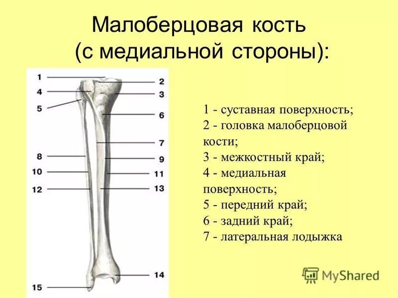 малоберцовая кость строение. большая берцовая кость голени. малоберцовая кость где. больше берцовая и малая берцовая кость. малоберцовая кость где.