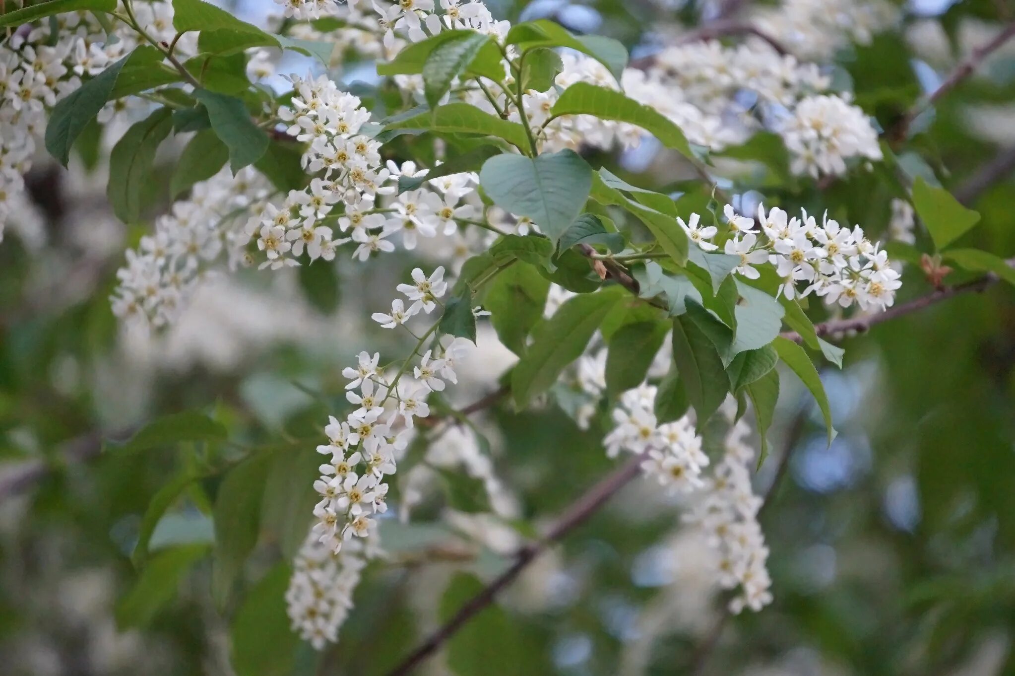 Черёмуха обыкновенная дерево. Черемуха. Черемуха зацвела дерево. Цветущая черемуха. Черемуха обыкновенная дерево цветение.