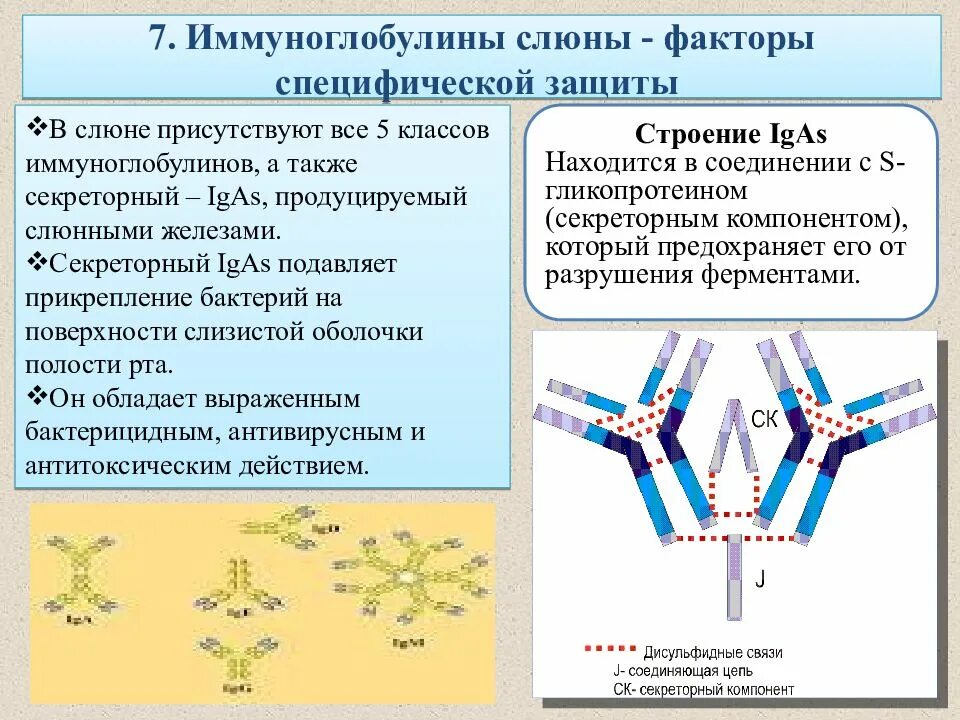 Факторы защиты полости рта. Иммуноглобулины слюны функции. Основной иммуноглобулин защищающий слизистой оболочки. Структура иммуноглобулина биохимия. Секреторный иммуноглобулин класса а.