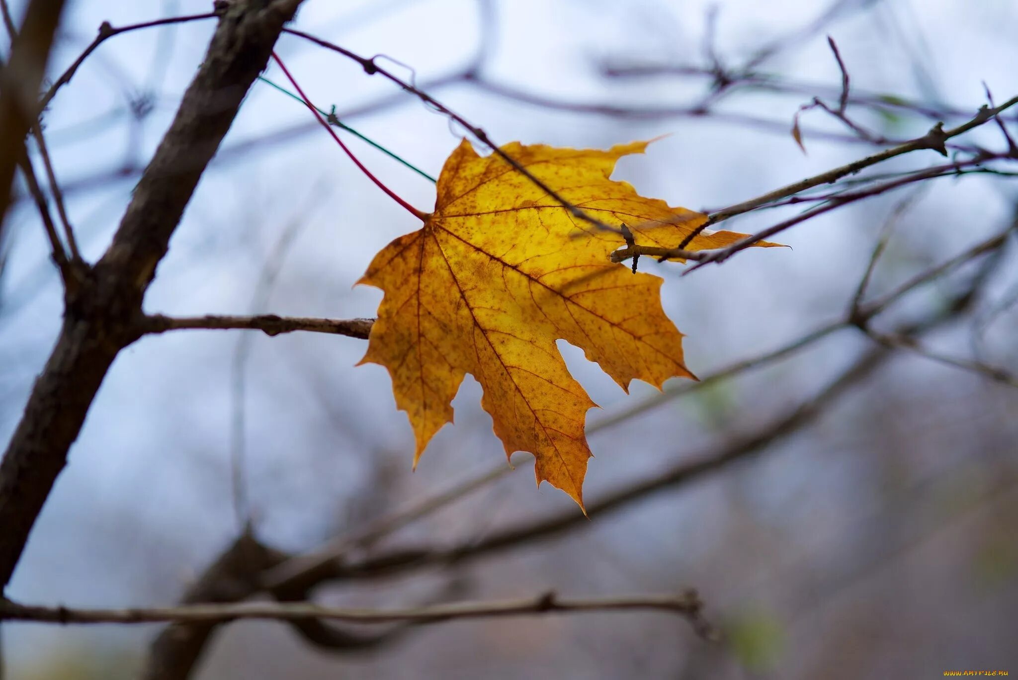 Осень листья давно облетели. Осенний листок. Одинокий осенний лист на ветке. Желтый лист. Ветка с желтыми листьями.