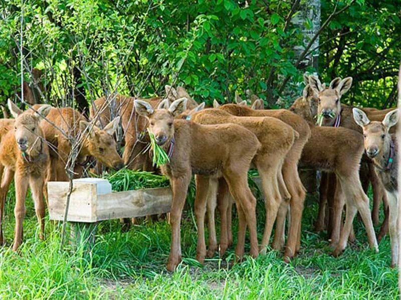 Лосеферма Сумароково Кострома. Сумароковская ферма Кострома. Сумароково Костромская область лосиная ферма. Лосеферма Кострома заповедник.