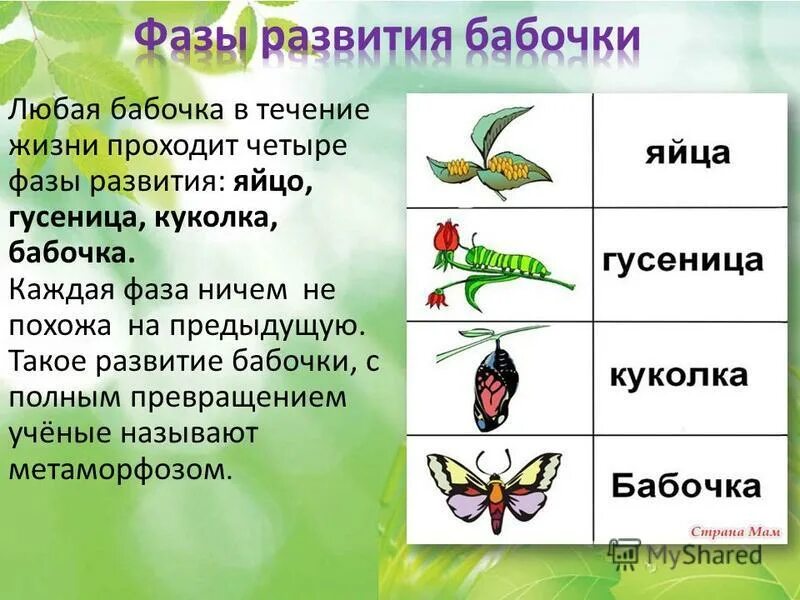 На какой схеме правильно показано развитие бабочки Конспект занятия с детьми подготовительной группы компенсирующей направленности