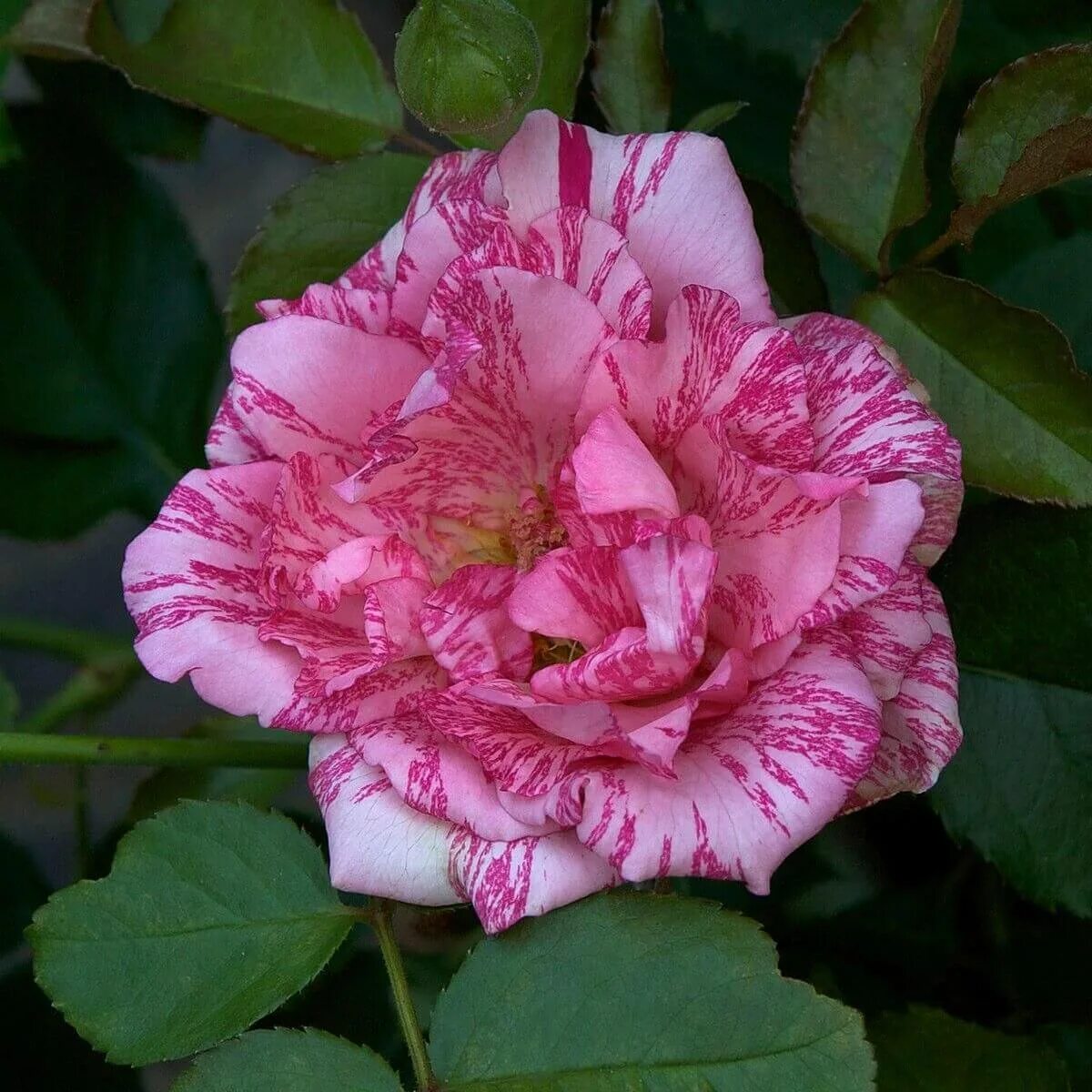 сорт розы пинк интуишн. пинк интуишн. сорт розы пинк интуишн. пинк интуишн чайно-гибридная. сорт розы пинк интуишн.