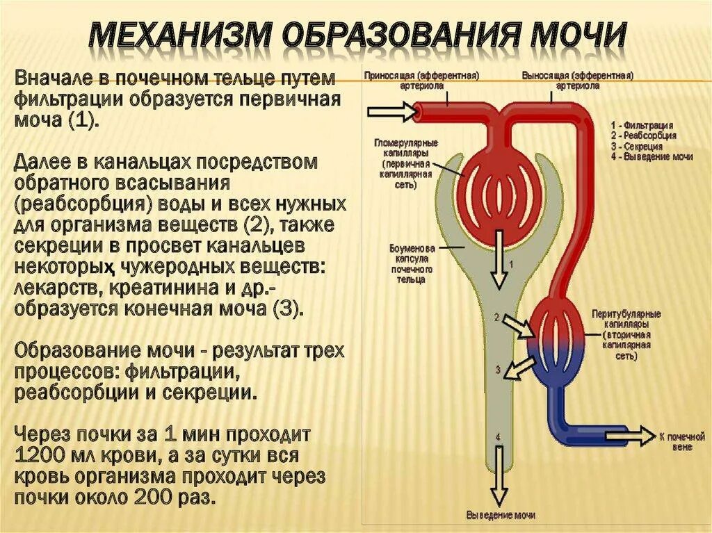 Нефрон ультрафильтрация. Механизм образования первичной мочи схема. Строение механизм образования мочи. Процесс фильтрации мочи в нефроне. Процесс образования мочи схема.