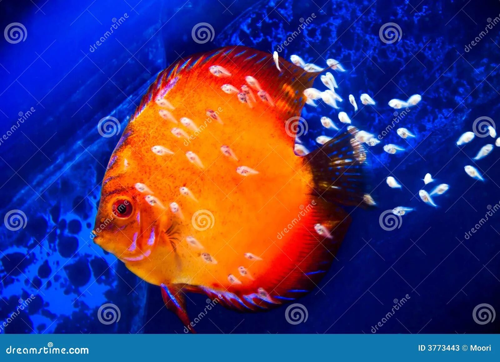 Рыбка петушок бетта спленденс. Мелкие барбусы аквариумные рыбки. Fish breed. Тилапия. Дискус рыбка аквариумная.