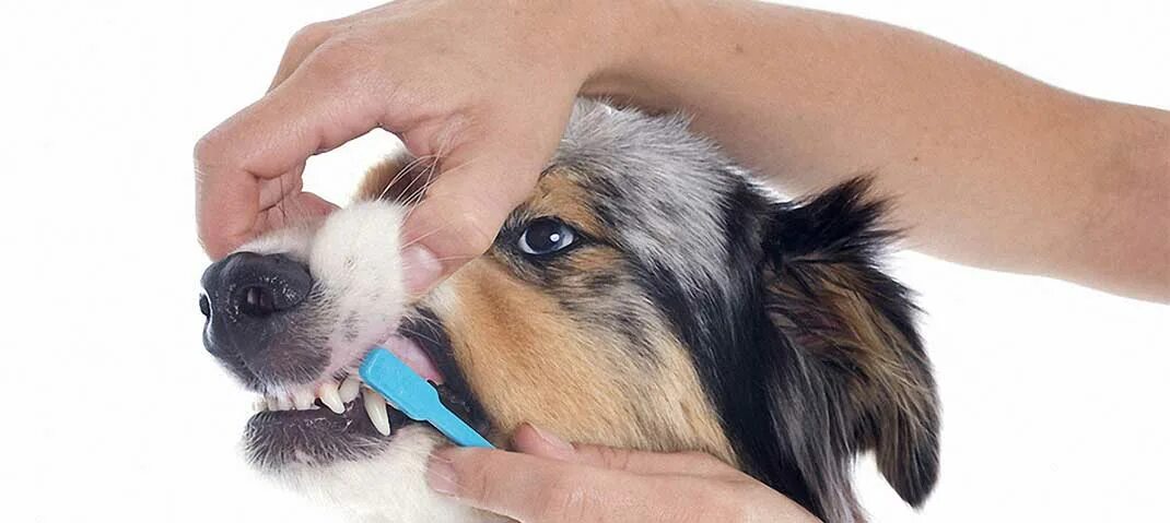 Гигиенические процедуры для собак. Как открыть рот собаке
