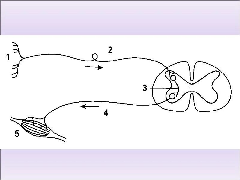 Строение рефлекторной дуги рисунок. Рефлекторная дуга схема без подписей. Простая рефлекторная дуга рисунок. Схема простой рефлекторной дуги рисунок. Схема рефлекторной дуги биология 8 класс.