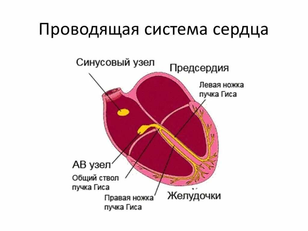 Нарушение проводимости предсердий. Проводящая система сердца синусовый узел. синусный узел сердца это. синусовый узел анатомия. нарушение проводящей системы сердца.