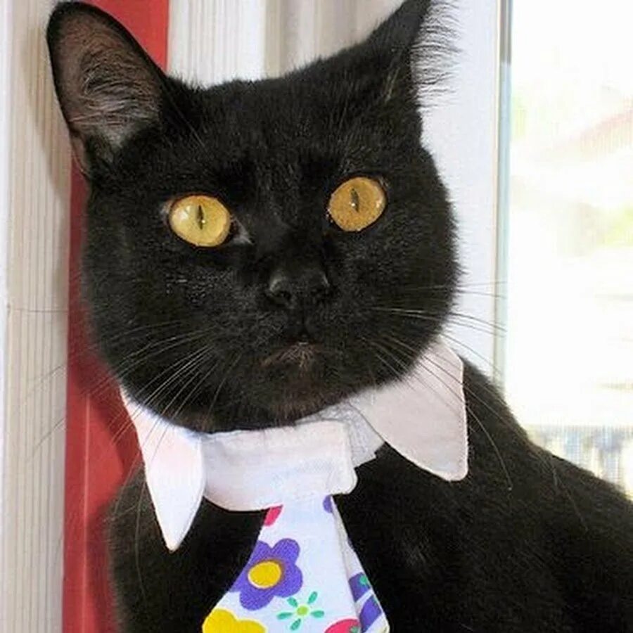Кот в галстуке. Котенок в галстуке. Черный кот в галстуке. Кот с бантиком на шее. Белый галстук у черного кота 7 букв