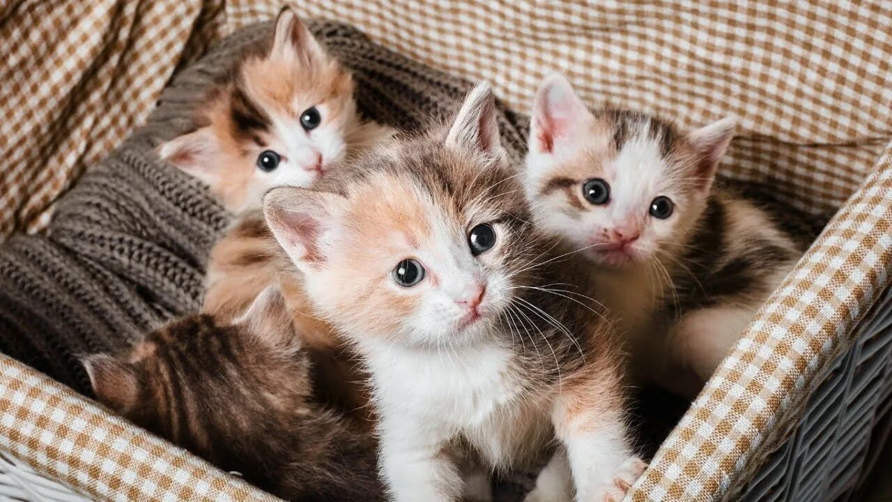 Котята 4 штуки
