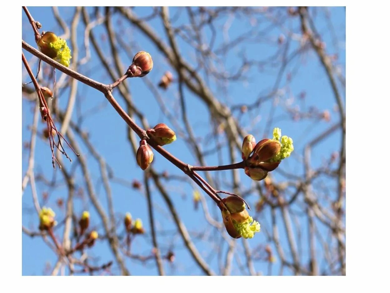 Весенний несколько слов