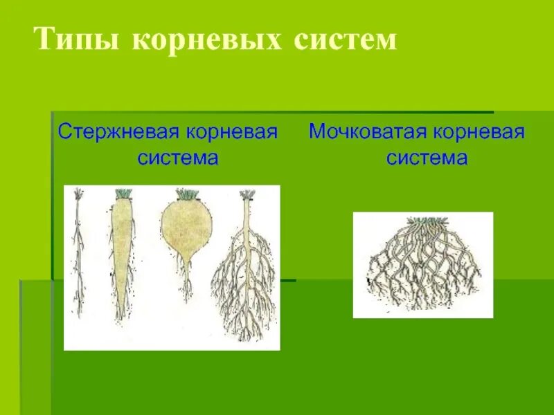 Стержневая и мочковатая корневая система. Мочковатая или стержневая корневая. Растения с мочковатой корневой системой. Стержневая м мочковатая корневые. Стержневой и мочковатый корень.
