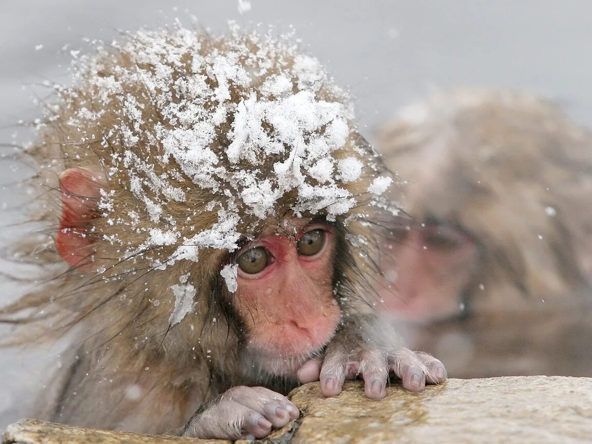 Замерз как цуцик. Цуцик это кто такой фото. Замерзшая обезьяна. Обезьянка в снегу. Обезьяна в снегу.