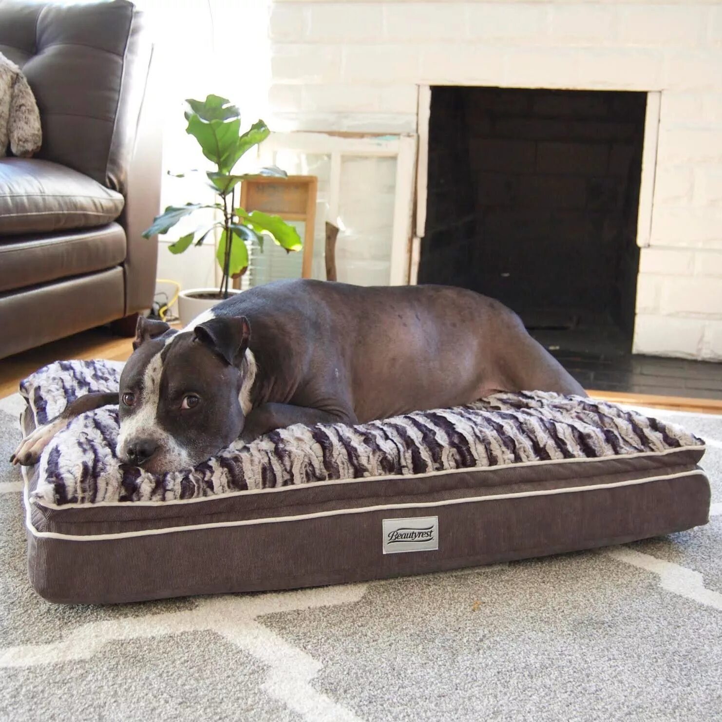 Собачья кровать для человека. Лежанка для американского булли. Кровать для собаки. Лежанка для собак. Лежанка для собаки в интерьере.