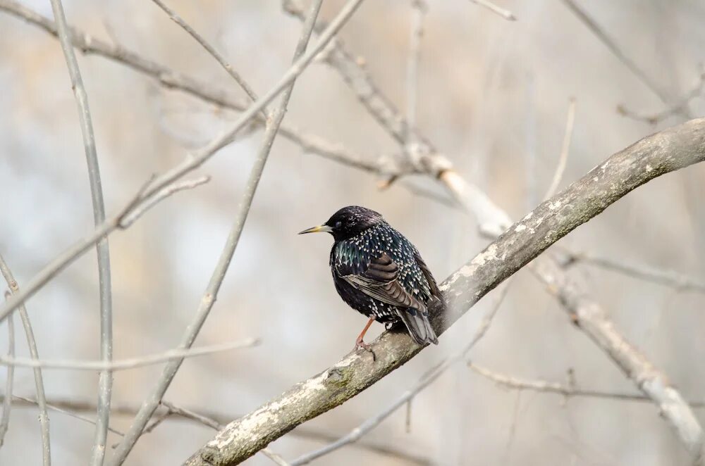Скворец зимует. Скворец зимует. Скворец зима. Обыкновенный скворец скворцы. Зимующие скворцы.