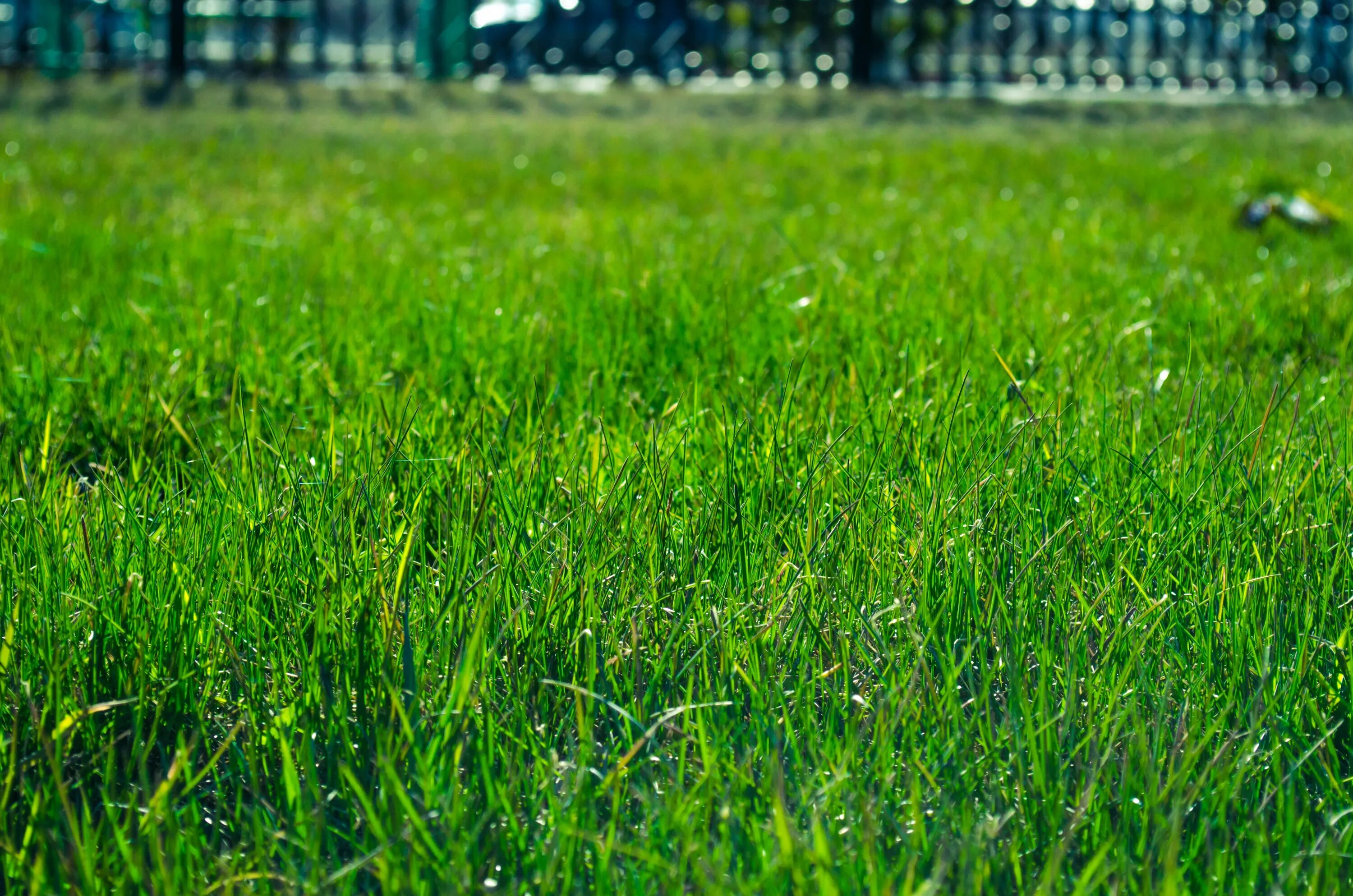 Травосмесь для Лугового газона. Зеленая лужайка газонная трава. Канада Грин поле. Газон лужайка Грин. Трава сток