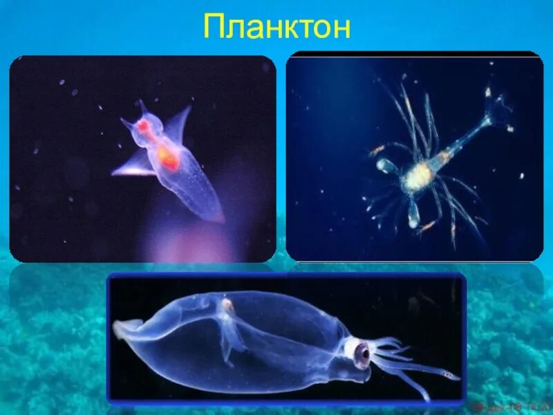Плейстон планктон Нектон бентос. Планктон в водной среде. Планктон это в географии. Планктон это в биологии.