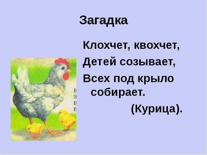 Загадка про кур. Загадка про курицу. Загадка про курицу для детей. Загадки про домашних птиц.