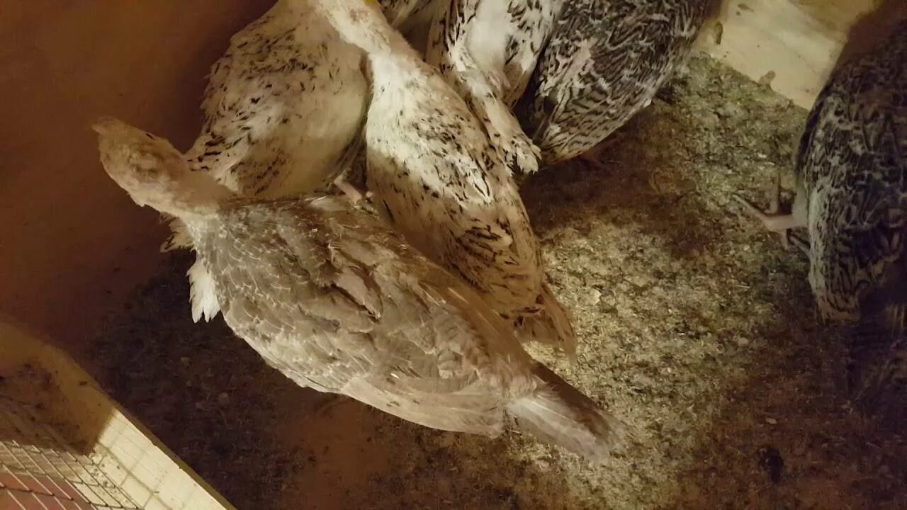 Индюшата пищат