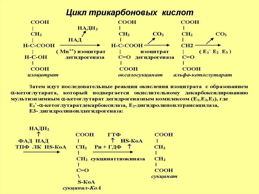 Цикл трикарбоновых кислот 2 реакция. Цикл трикарбоновых кислот 1 реакция цитратсинтаза. Цикл трикарбоновых кислот мультиферментный комплекс. Формулы трикарбоновых кислот. Осуществление реакций цикла трикарбоновых кислот