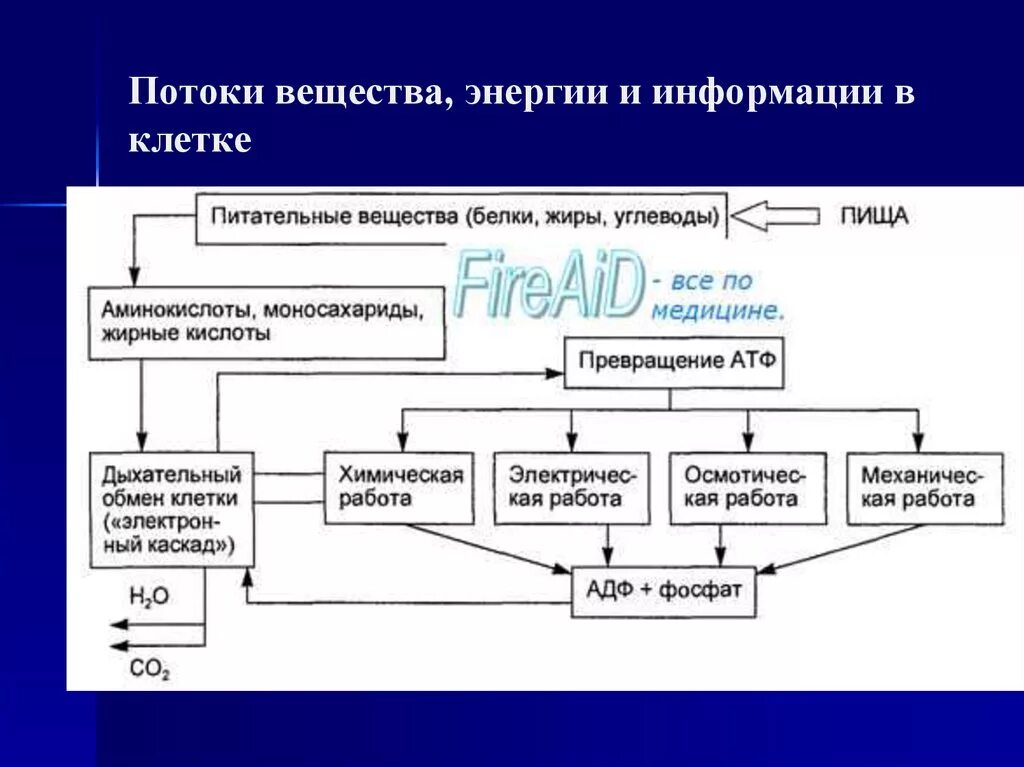 Форма информация энергия