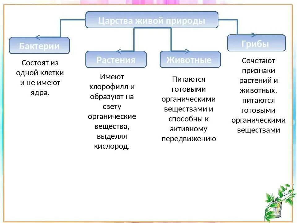 Признаки царства 5 класс биология. Царство живой природы классификация схема. Царство грибов царство растений царство животных. Биология 5 класс царства растений, животных, бактерий, грибов. Классификация Царств живой природы.