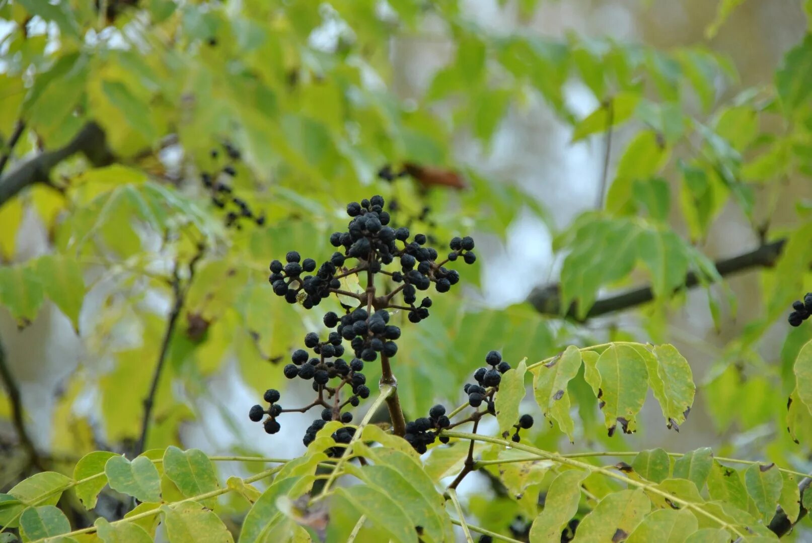 Где растет амурский. Бархат Амурский -Phellodendron amurense. 1. Бархат Амурский (Phellodendron amurense. Уссурийская Тайга Амурский бархат. Амурский бархат дерево Приморский край.