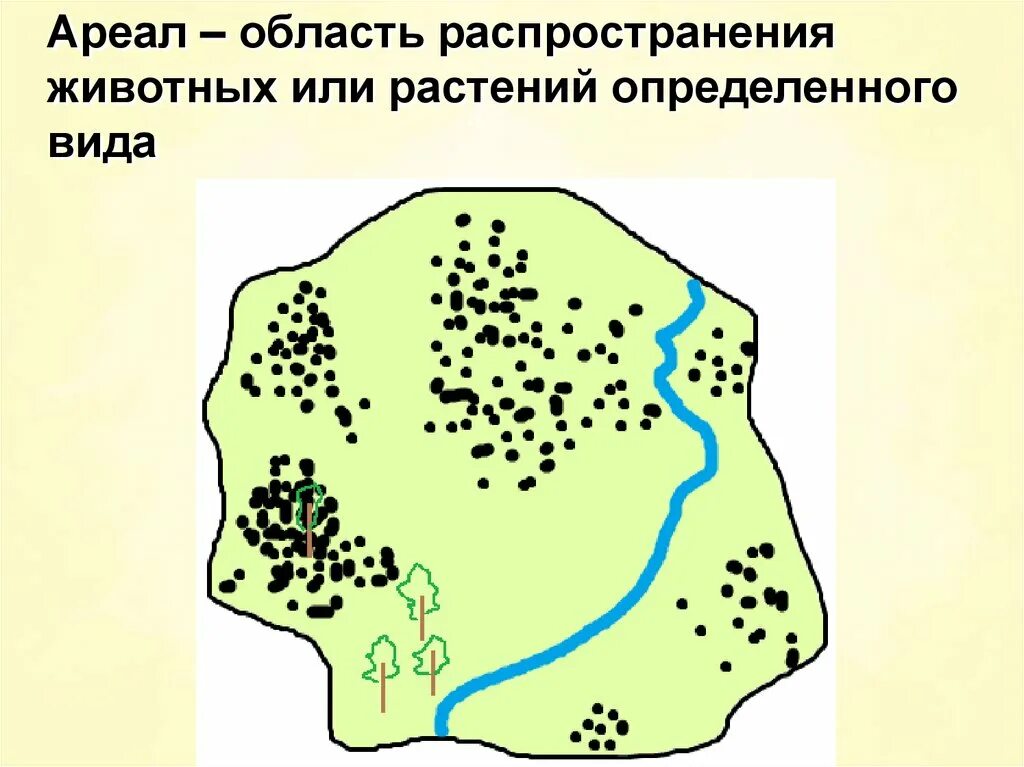 Ареал это в биологии. Виды ареалов. Растения сплошного ареала.