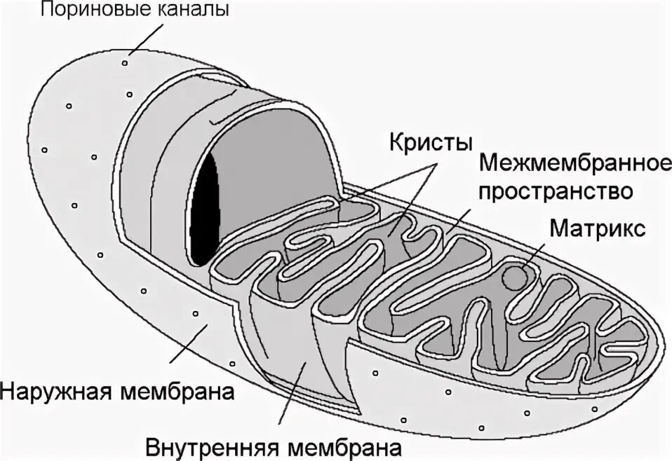 Схема строения митохондрии. Митохондрии на схеме клетки. Строение митохондрии рисунок. Митохондрии строение и функции рисунок. Записать строение митохондрии