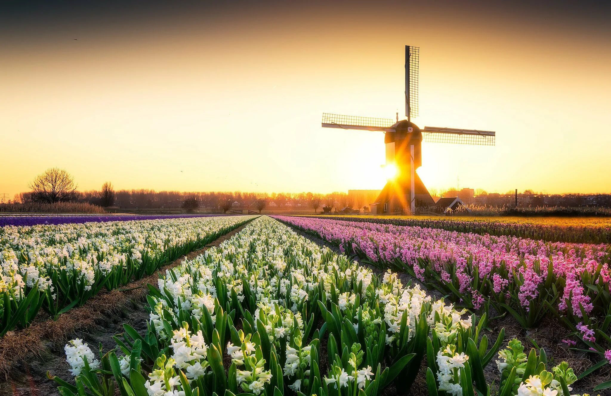 Поле весной картинки. Поля гиацинтов в Голландии. Голландия тюльпановые поля мельница.