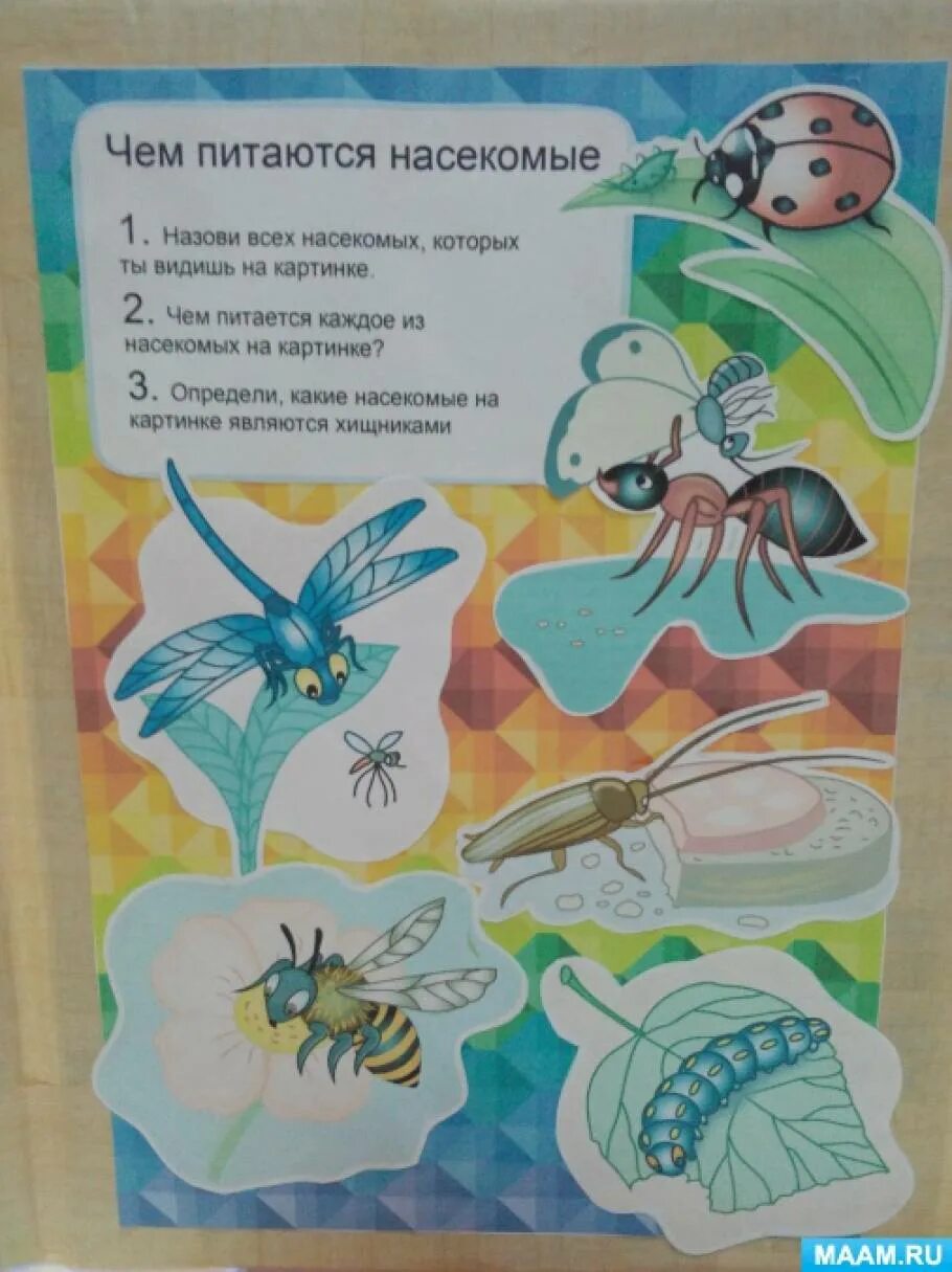 Неделя насекомые средняя группа. Лэпбук насекомые для дошкольников. Тема насекомые для дошкольников. Насекомые для лэпбука. Мир насекомых для дошкольников.