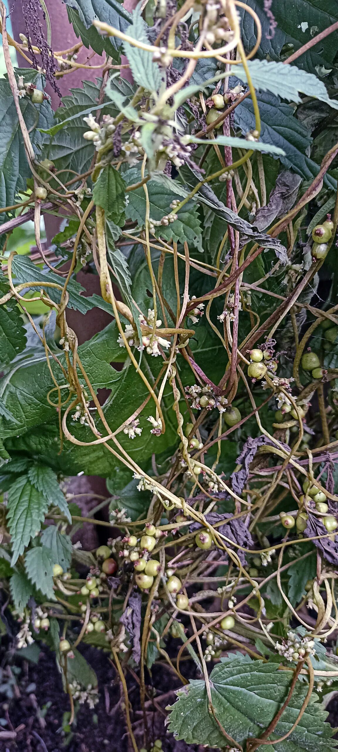 Трава паразит повилика. Повилика полевая сорняк. Повилика (cuscuta). Повилика растение паразит. Повилика растение паразит.