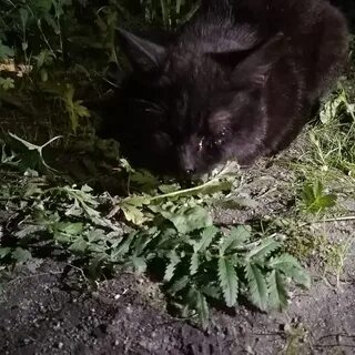 Кошка ранена